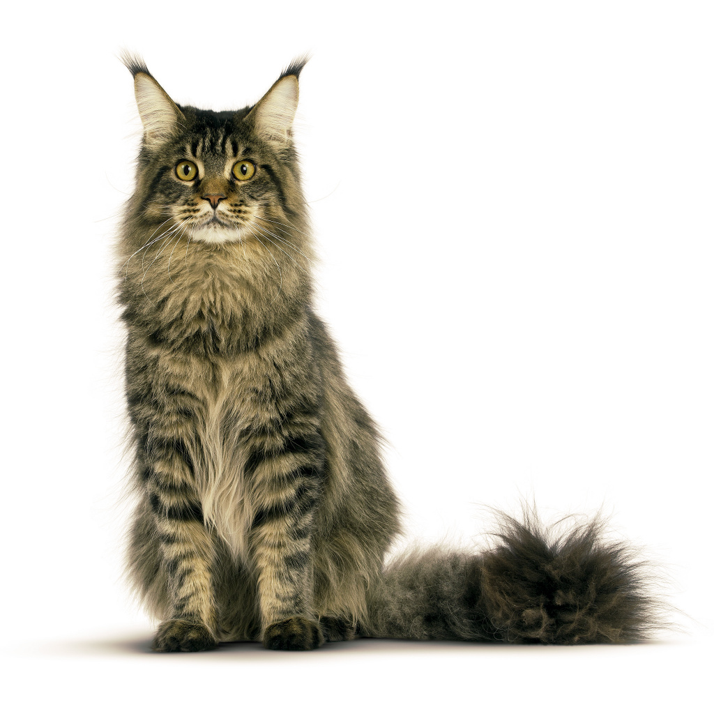 Maine coon