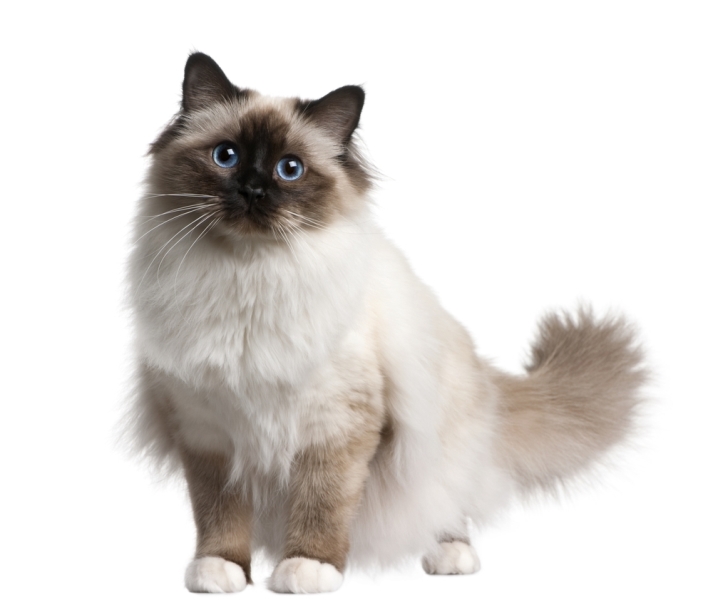 Chat birman