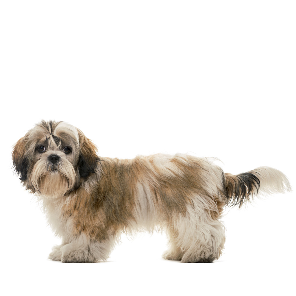 Shih Tzu