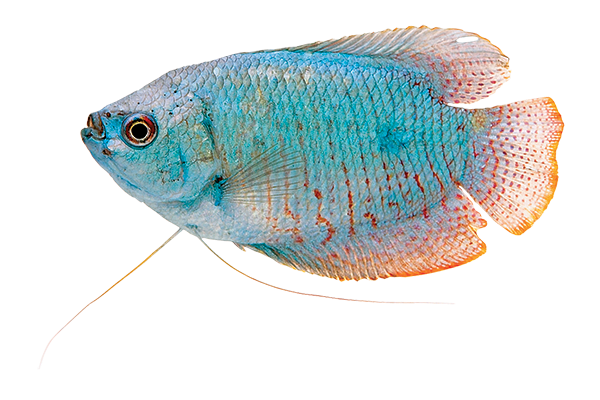 Gourami de marbre