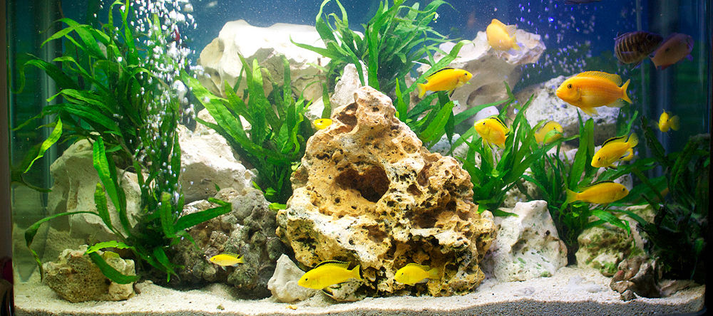 comment choisir un aquarium