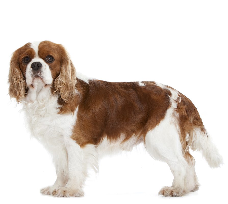 CAVALIER KING CHARLES SPANIEL.jpg