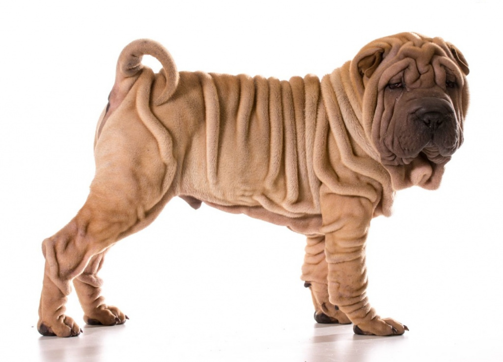 Shar pei