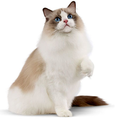 Ragdoll