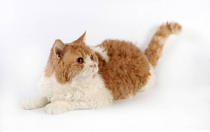 Selkirk Rex