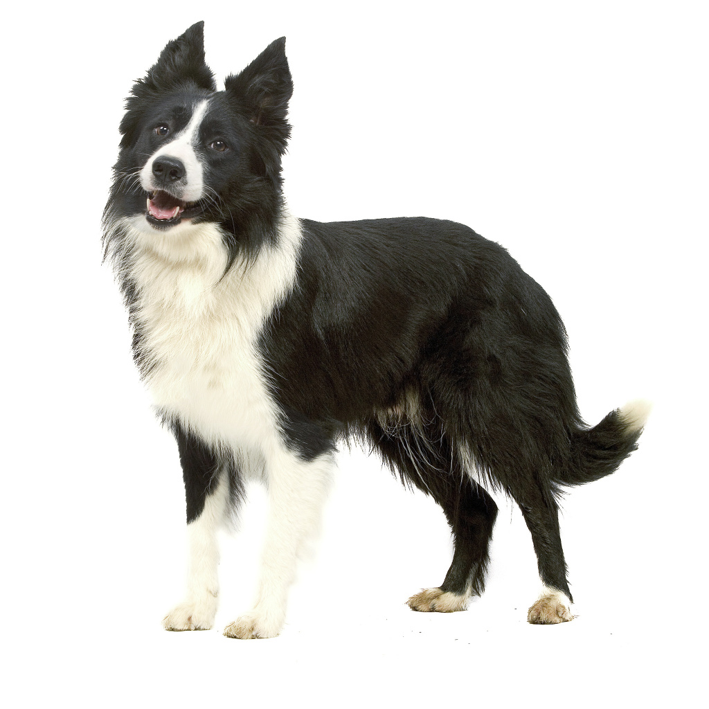 Border collie