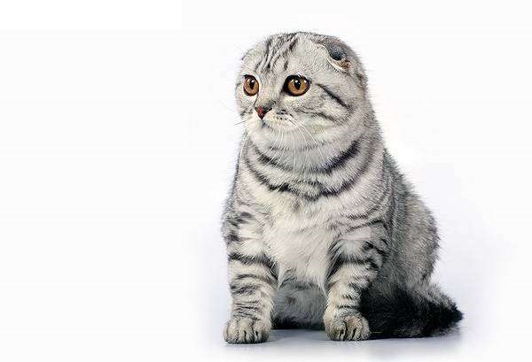 Scottish Fold