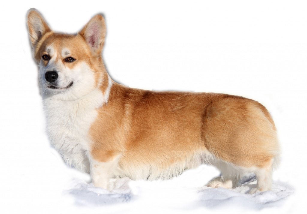 Gallois corgi