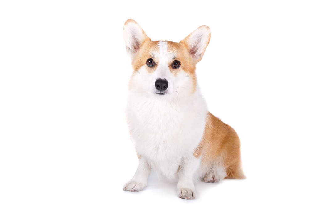 Gallois corgi pembroke