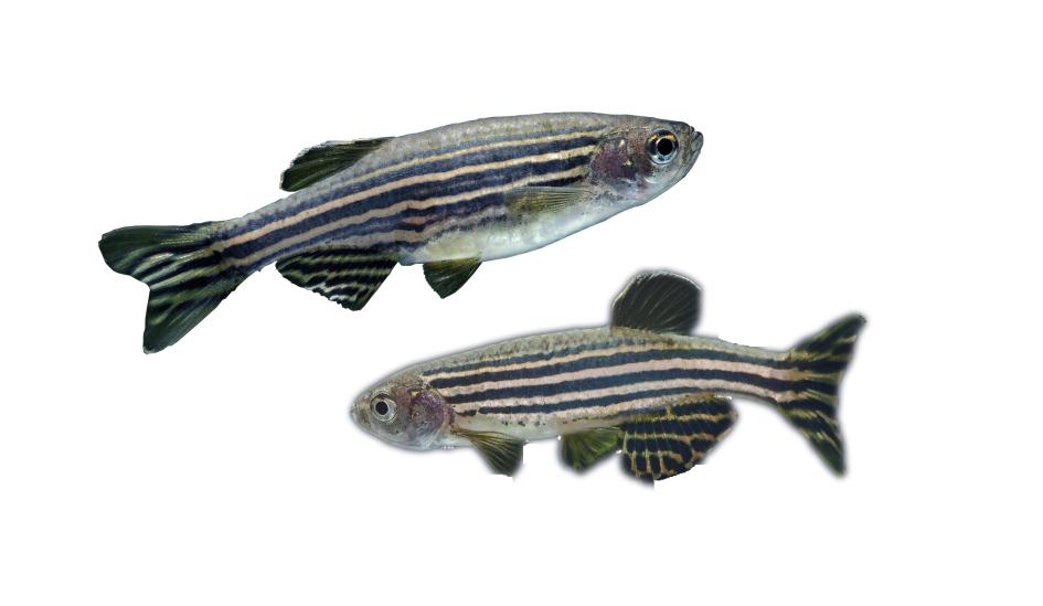 Danio Rerio