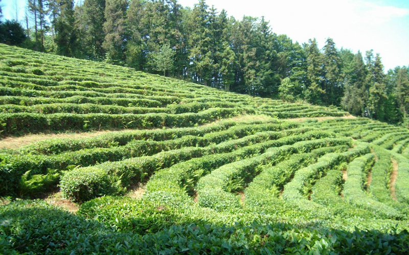 PLANTATION DE THÉ À DAGOMYS