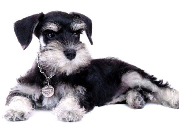 Schnauzer miniature