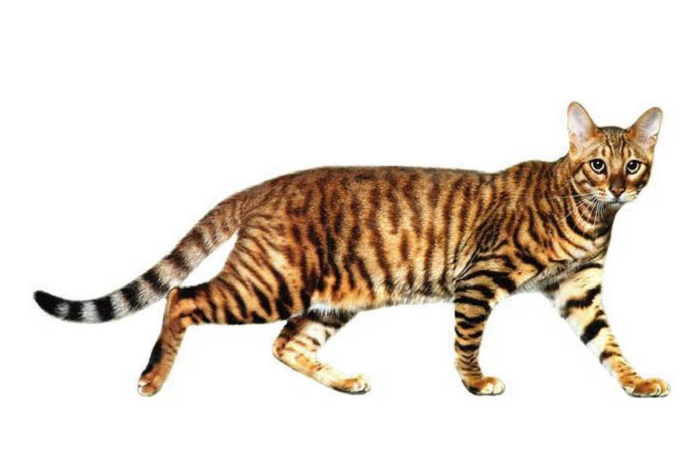 Toyger