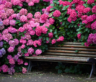 17 meilleures variétés d'hortensias