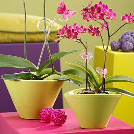 6 pots les plus insolites et les plus beaux pour orchidées