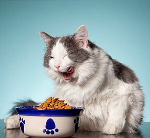 19 meilleurs aliments premium pour chats