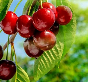 14 meilleures variétés de cerises douces