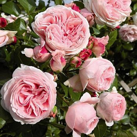 6 meilleures variétés de roses d'escalade