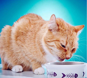 8 meilleurs aliments pour chats de classe holistique